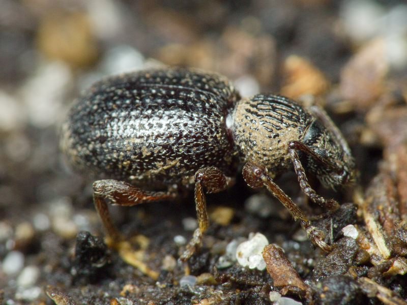 Otiorhynchus ovatus (Linnaeus, 1758)